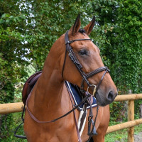 Abnehmbare Scheuklappen Week Jump'In Havanna Braun