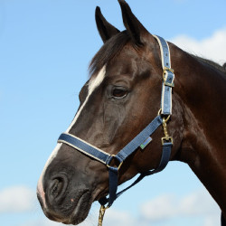 Halfter Bucas Dublin Marineblau / Silber Halfter Bucas Dublin Marineblau / Silber