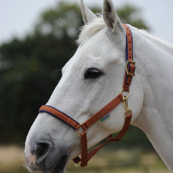 Halfter Bucas Dublin Braun / Marineblau Halfter Bucas Dublin Braun / Marineblau