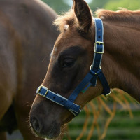 Halfter Bucas Dublin Marineblau / Silber