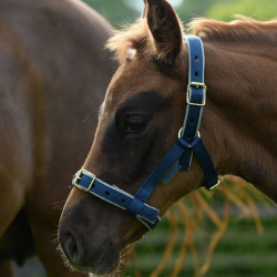 Halfter Bucas Dublin Marineblau / Silber Halfter Bucas Dublin Marineblau / Silber