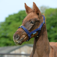 Halfter Bucas Dublin Marineblau / Silber