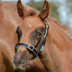 Halfter Bucas Dublin Schwarz / Silber Halfter Bucas Dublin Schwarz / Silber