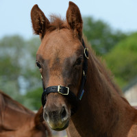 Halfter Bucas Dublin Marineblau / Silber Halfter Bucas Dublin Marineblau / Silber