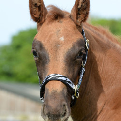 Halfter Bucas Dublin Zebra / Schwarz Motive Halfter Bucas Dublin Zebra / Schwarz Motive