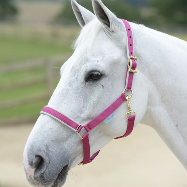 Halfter Bucas Dublin Rosa / Silber Halfter Bucas Dublin Rosa / Silber