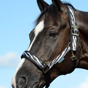 Bucas Comfort Zebra Halfter Bucas Comfort Zebra Halfter