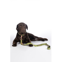 Qooper Nylon HKM Hundetrainingsleine Pistazie Gr&uuml;n