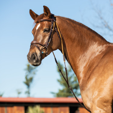 Kinnriemen aus italienischem Kalbsleder und Nylon Acavallo Dunkelbraun