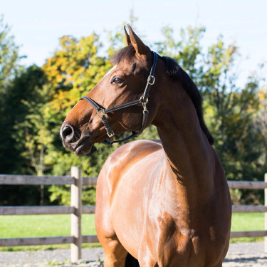 Fremont Lederhalfter Horze