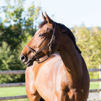 Licol cuir Fremont Horze Marron
