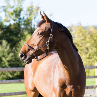 Fremont Lederhalfter Horze Fremont Lederhalfter Horze