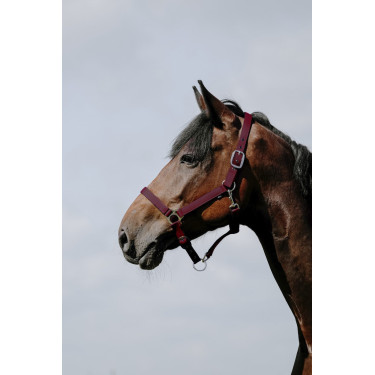 Reithalfter Riding World Cushion Reithalfter Riding World Cushion