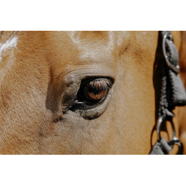 Nylonhalfter Equithème Protector Nylonhalfter Equithème Protector