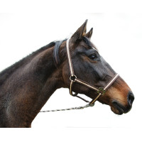 Halfter Hippo Covalliero Braun / Beige Halfter Hippo Covalliero Braun / Beige