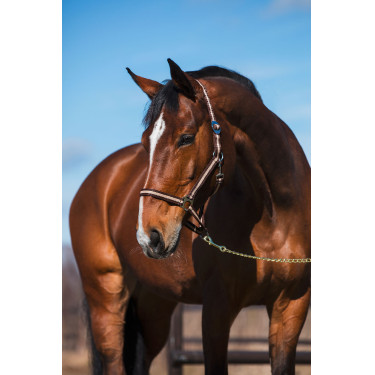 Halfter Hippo Covalliero Braun / Beige