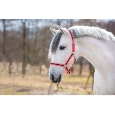 Halfter Hippo Covalliero Rosa / Braun