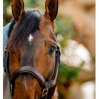 Rambo Micklem Halfter Horseware Braun