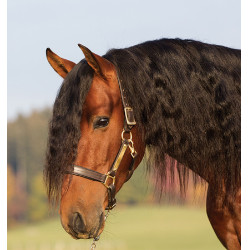 Gepolstertes Lederhalfter Horseware Amigo Gepolstertes Lederhalfter Horseware Amigo