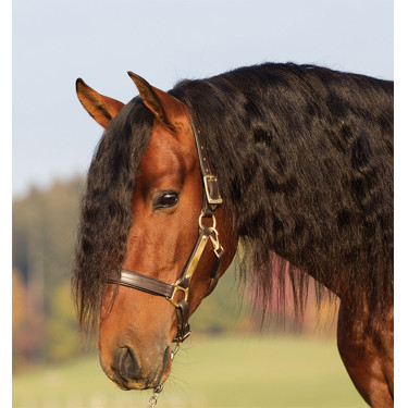 Gepolstertes Lederhalfter Horseware Amigo Gepolstertes Lederhalfter Horseware Amigo