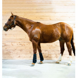 Massagetherapie-Gamaschen Horseware Ice-Vibe Massagetherapie-Gamaschen Horseware Ice-Vibe