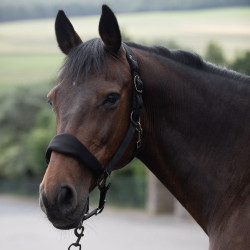 Gepolsterter Halfter Graz Horze Schwarz Gepolsterter Halfter Graz Horze Schwarz