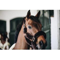 Schaf-Transporthalfter-Kopfstück Kentucky Braun