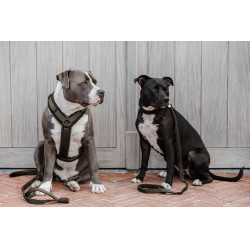 Hundegeschirr Active Teddy Fleece Kentucky Hundegeschirr Active Teddy Fleece Kentucky