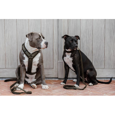 Hundegeschirr Active Teddy Fleece Kentucky Hundegeschirr Active Teddy Fleece Kentucky