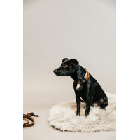 Hundehalsband Leopard Kentucky Leopardenbraun