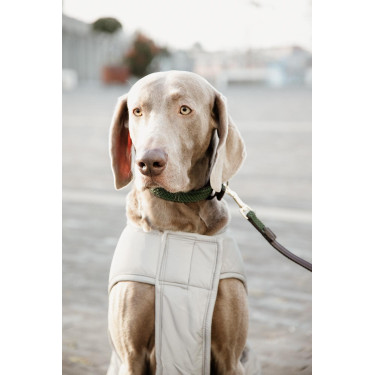 Hundemantel Kentucky reflektierend & wasserabweisend mit Bauchschutz Hundemantel Kentucky reflektierend & wasserabweisend mit Bauchschutz