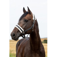 Halfter Howard Crescendo Horze Schwarz Halfter Howard Crescendo Horze Schwarz