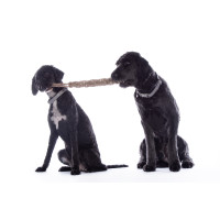 Hundespielzeug Buddy Knot Bone HKM Natürlich Braun Hundespielzeug Buddy Knot Bone HKM Natürlich Braun