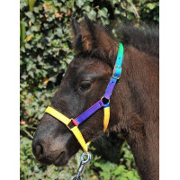 Nylonhalfter für Shetland Multicolor HKM Mehrfarbig