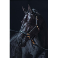 Lederhalfter Gold HKM Schwarz