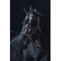 Lederhalfter Gold HKM Schwarz