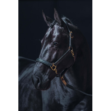 Lederhalfter Gold HKM Schwarz