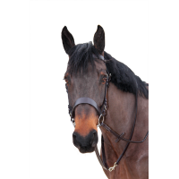 Canter Zügel Bredies Braun