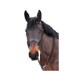 Canter Zügel Bredies