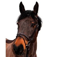 Bridon Canter Club Braun