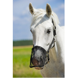 Nüsternschutz Fliegennetz