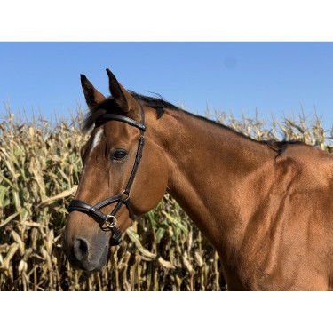 Seitenzieher Leder T de T Dunkles Havanna Braun