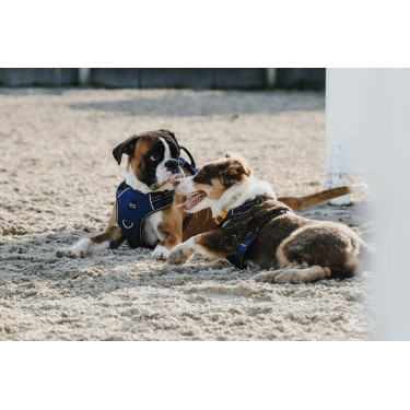 Hundegeschirr Riding World Simba Hundegeschirr Riding World Simba