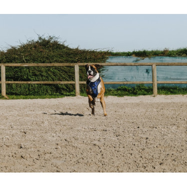 Hundegeschirr Riding World Simba Hundegeschirr Riding World Simba