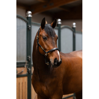 Lederhalfter Eskadron Elegance Lederhalfter Eskadron Elegance