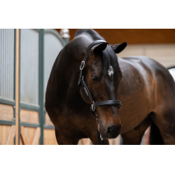 Lederhalfter Eskadron Stallion Schwarz