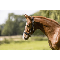 Halfter Eskadron Fohlen Schwarz