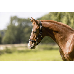 Halfter Eskadron Fohlen Schwarz