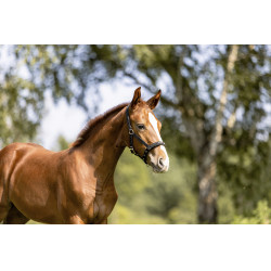 Halfter Eskadron Fohlen Schwarz