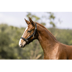 Halfter Eskadron Fohlen Schwarz